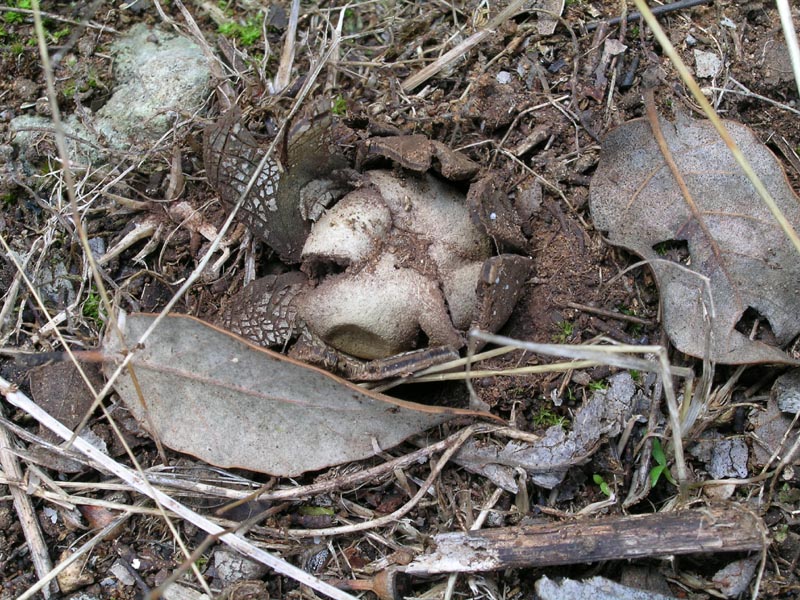 Dedicato a  Giorgio (Astraeus hygrometricus)